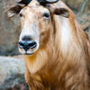 THE ZOO#35