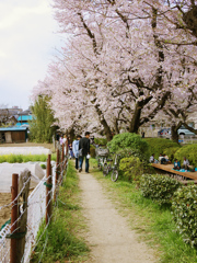 hanami2