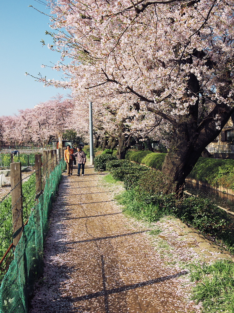 sakura-drops1