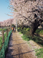 sakura-drops1