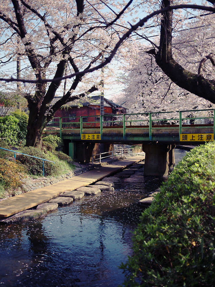 小川と桜