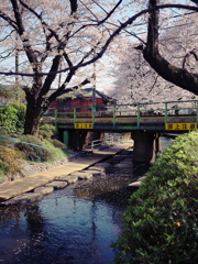 小川と桜