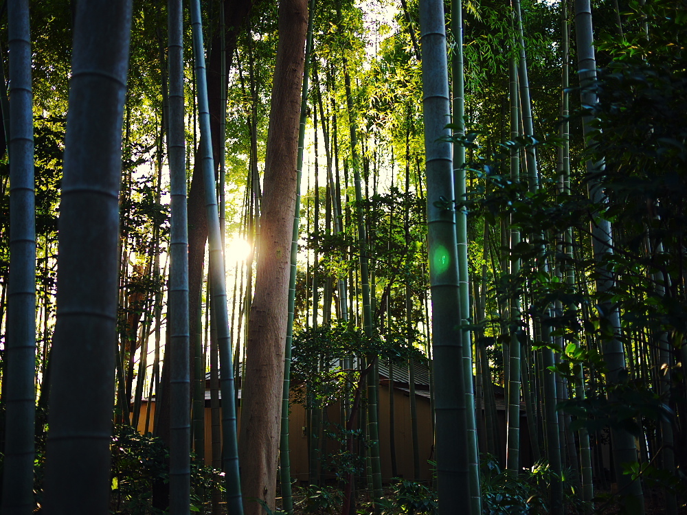 bamboo2