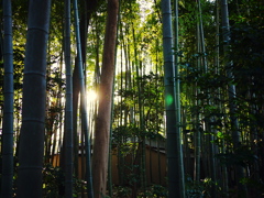 bamboo2