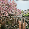 墓石＆桜