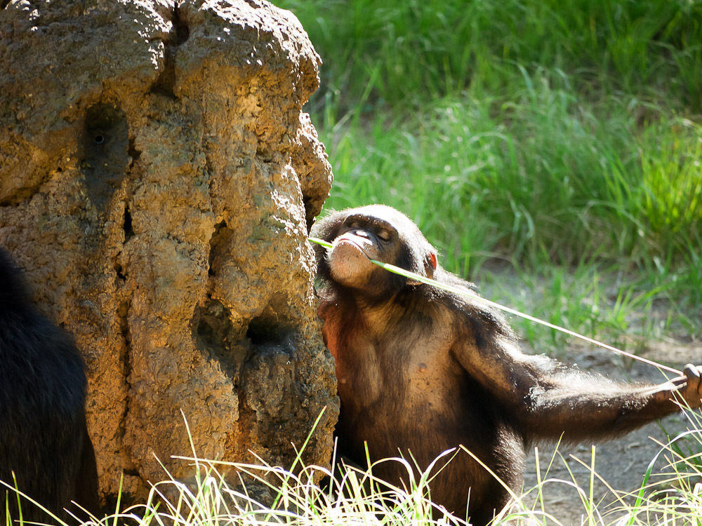 THE ZOO#18