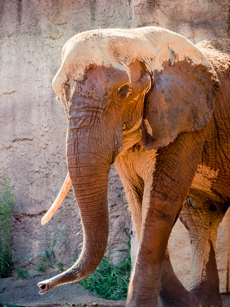THE ZOO#14