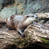 カワウソ 