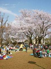 hanami1