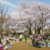 hanami1