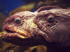 魚魚っ！！