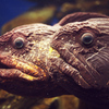 魚魚っ！！