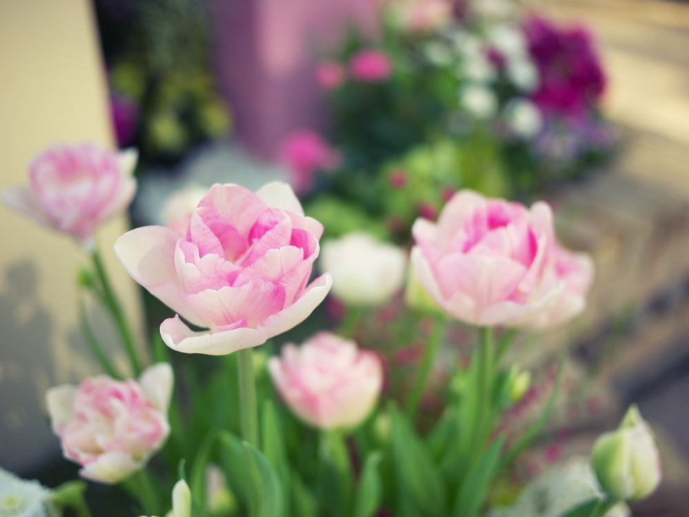 flower1
