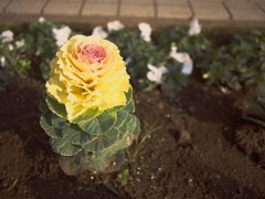 plants