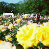 Rose01
