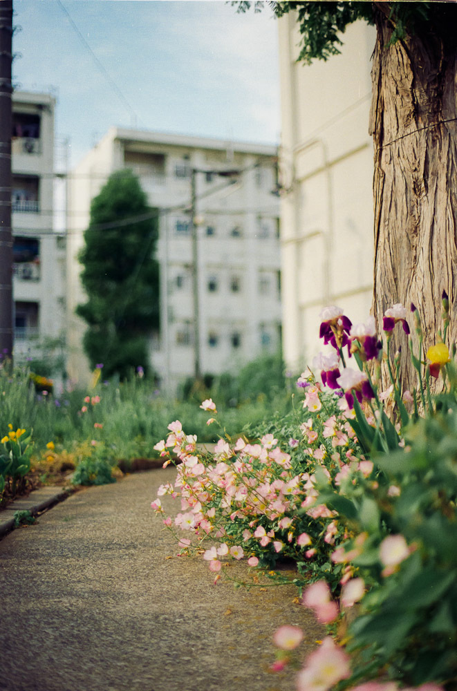 団地に咲く花