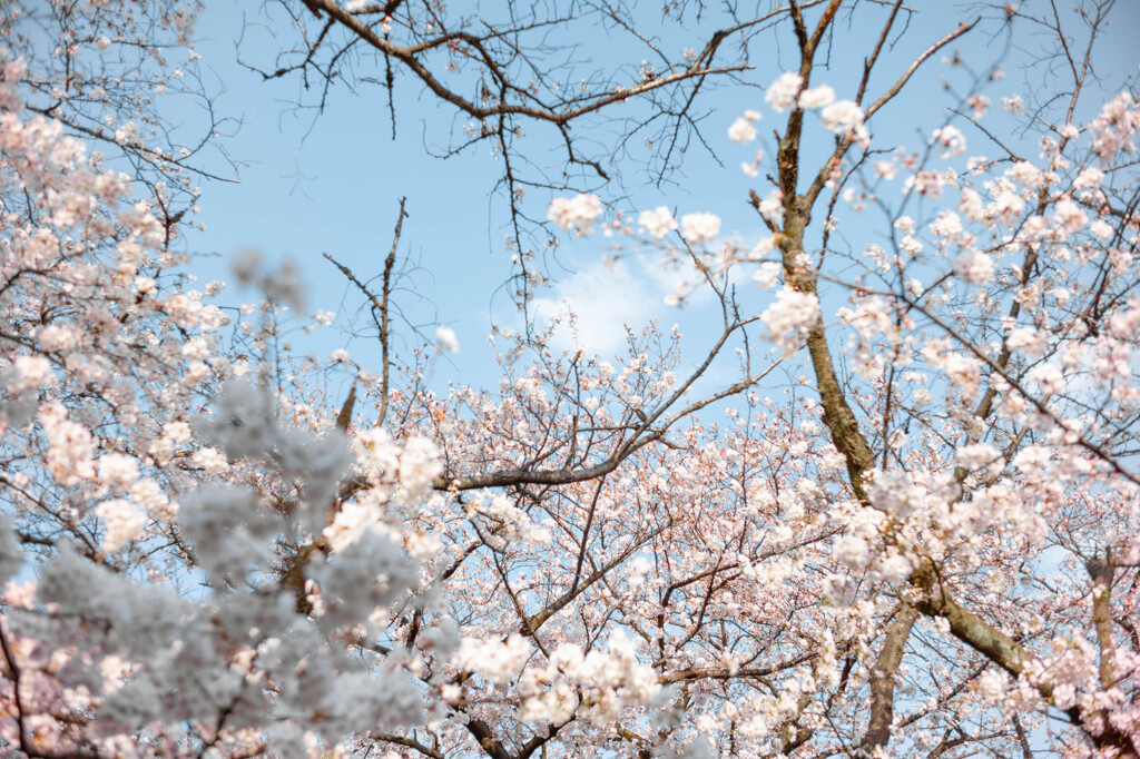 桜と空