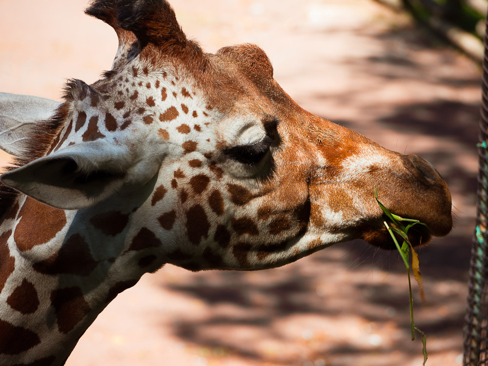 THE ZOO#13