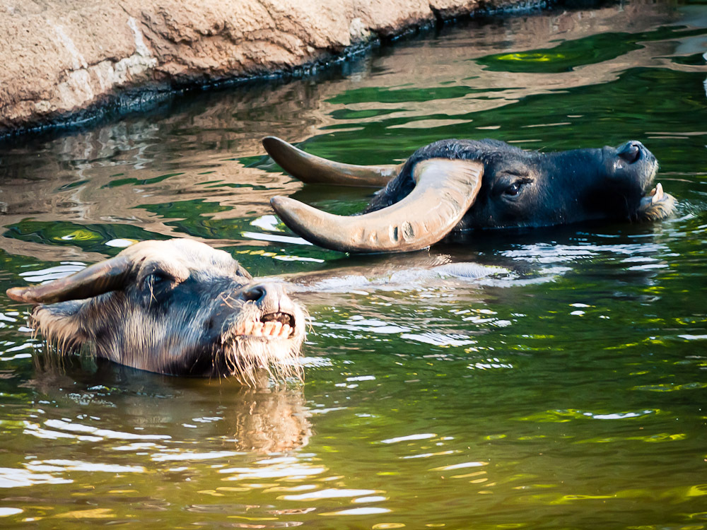 THE ZOO#37