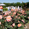 Rose01