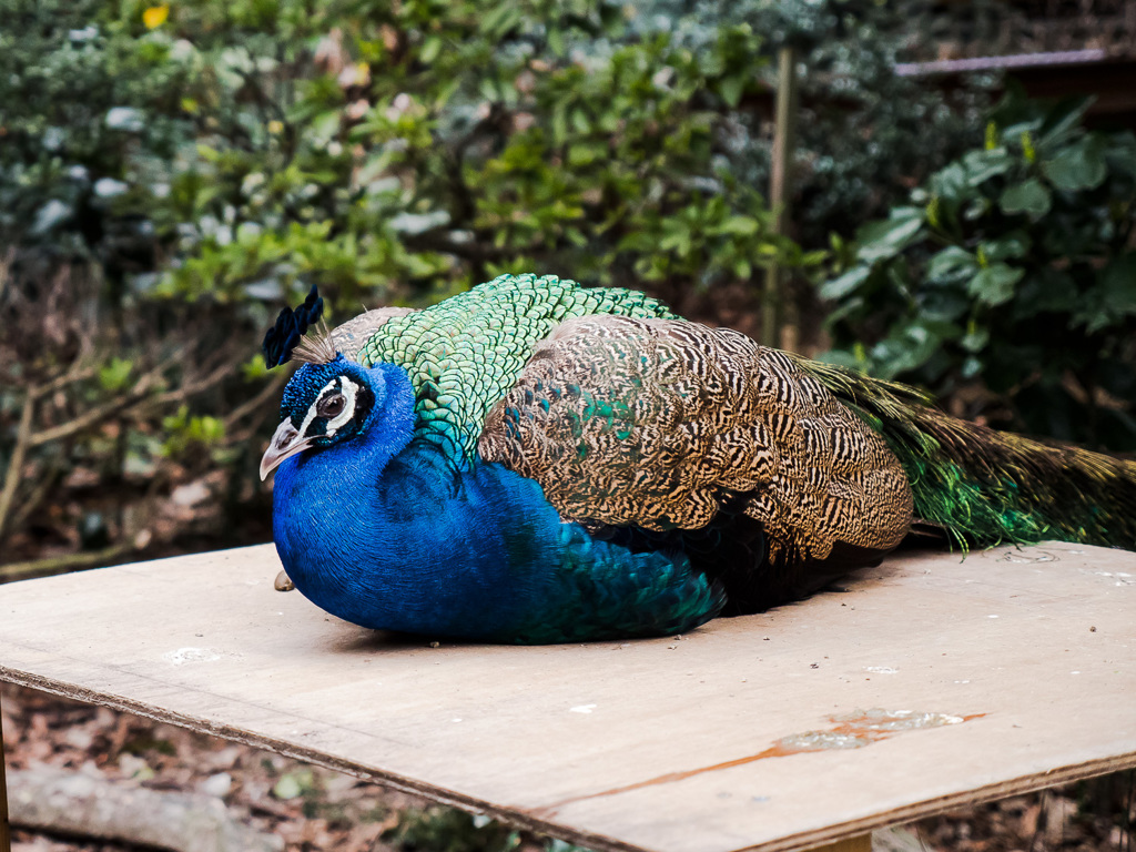 Pavo