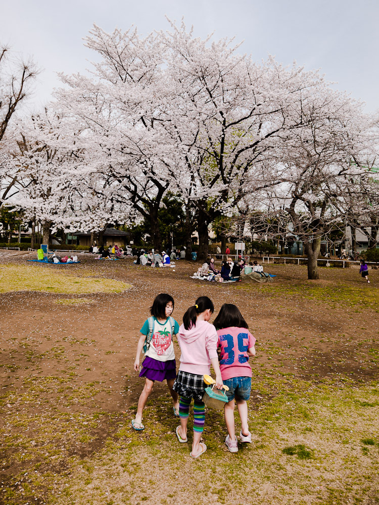 桜色