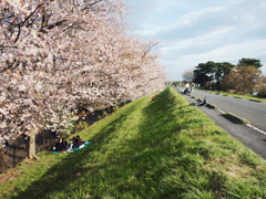 sakura-bloomed2