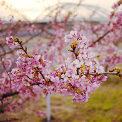 Ume in yuhi