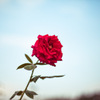 Rose03