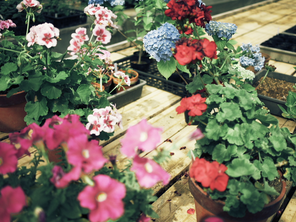 flowers