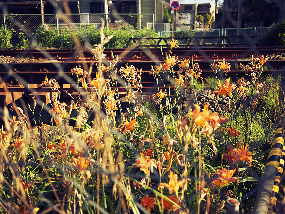 線路脇に咲く花