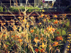 線路脇に咲く花
