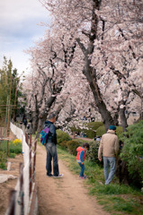 用水路の桜