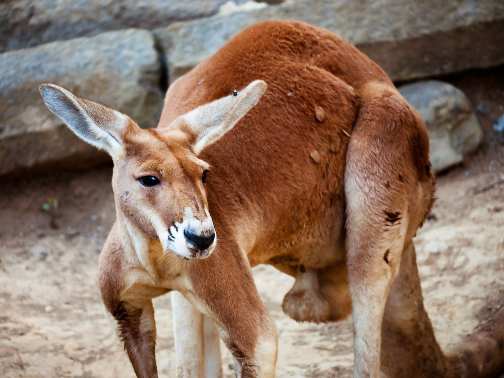 THE ZOO#27