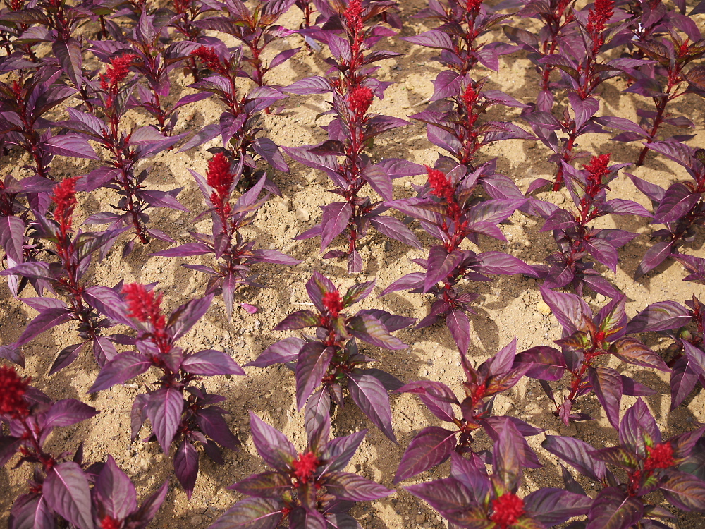 plants02