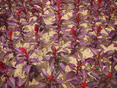 plants02