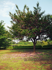 pinkcarpet
