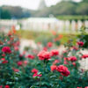 Rose02