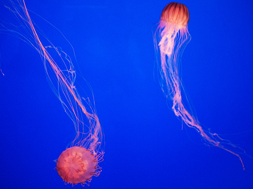 jelly3