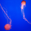 jelly3