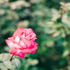 Rose05