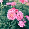 Rose04