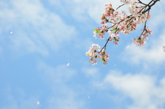 散桜