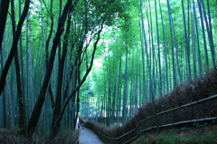 青い竹林の道