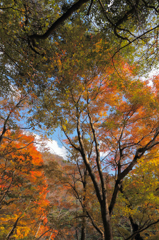 紅葉