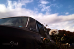廃車と草