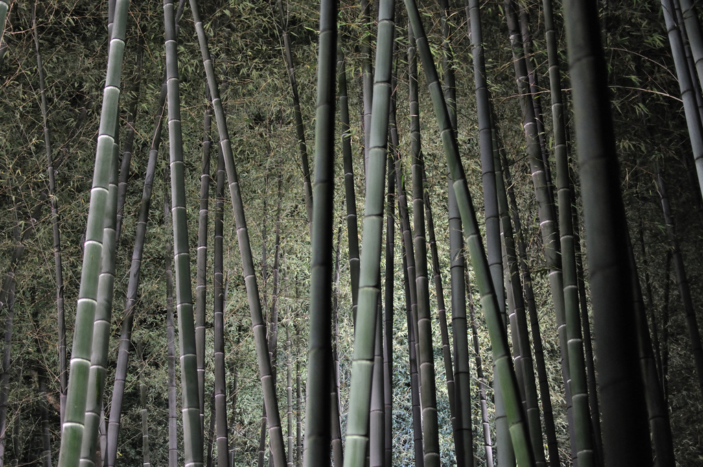 竹林