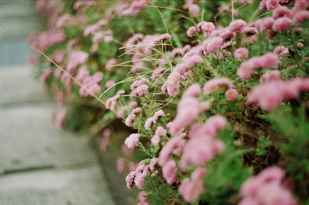 路边小花