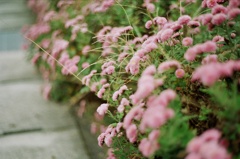 路边小花