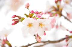 蕾桜